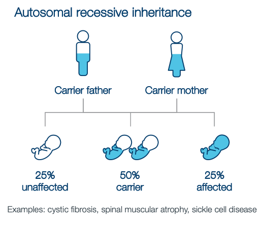 Chart demonstrating 'autosomal recessive inheritance' where if both the father and mother are carriers babies have a 25% chance of being unaffected, 50% chance of being a carrier, and 25% chance of being affected