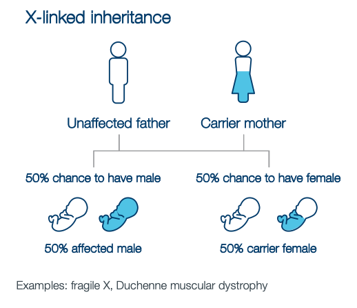 Chart demonstrating 'X-linked inheritance' where an unaffected father and carrier mother have a 50% chance of an affected male and 50% chance of carrier female 
